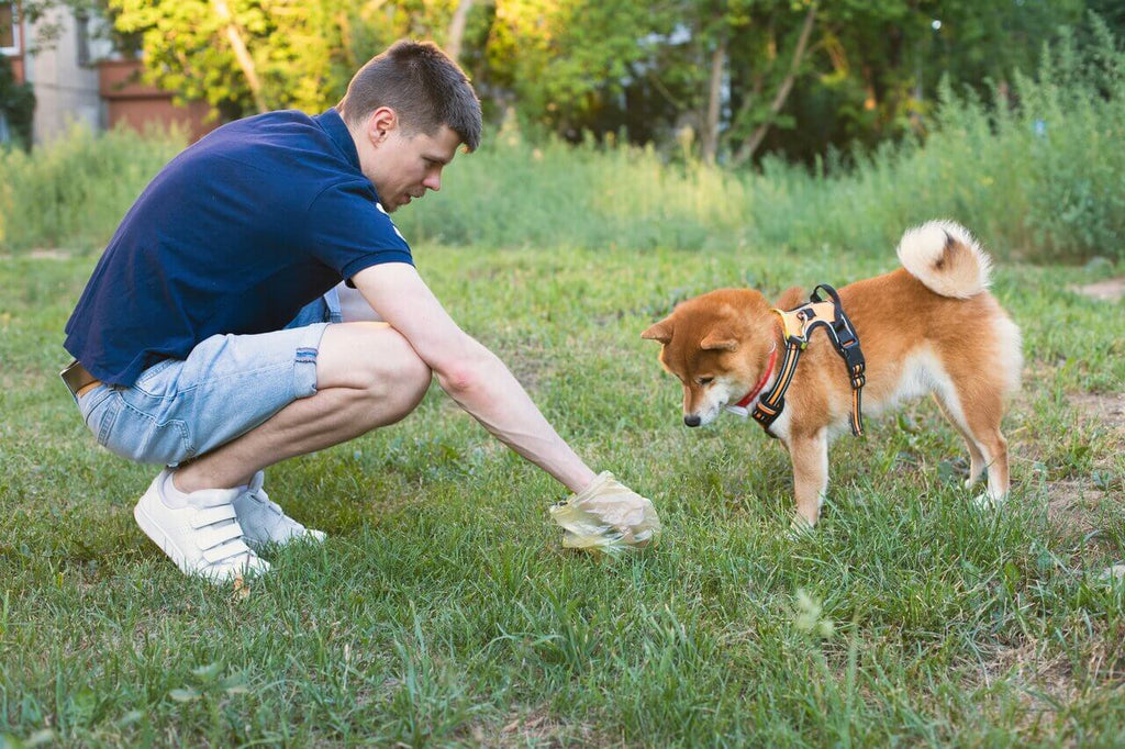 Kako odraslog psa naučiti da vrši nuždu vani?